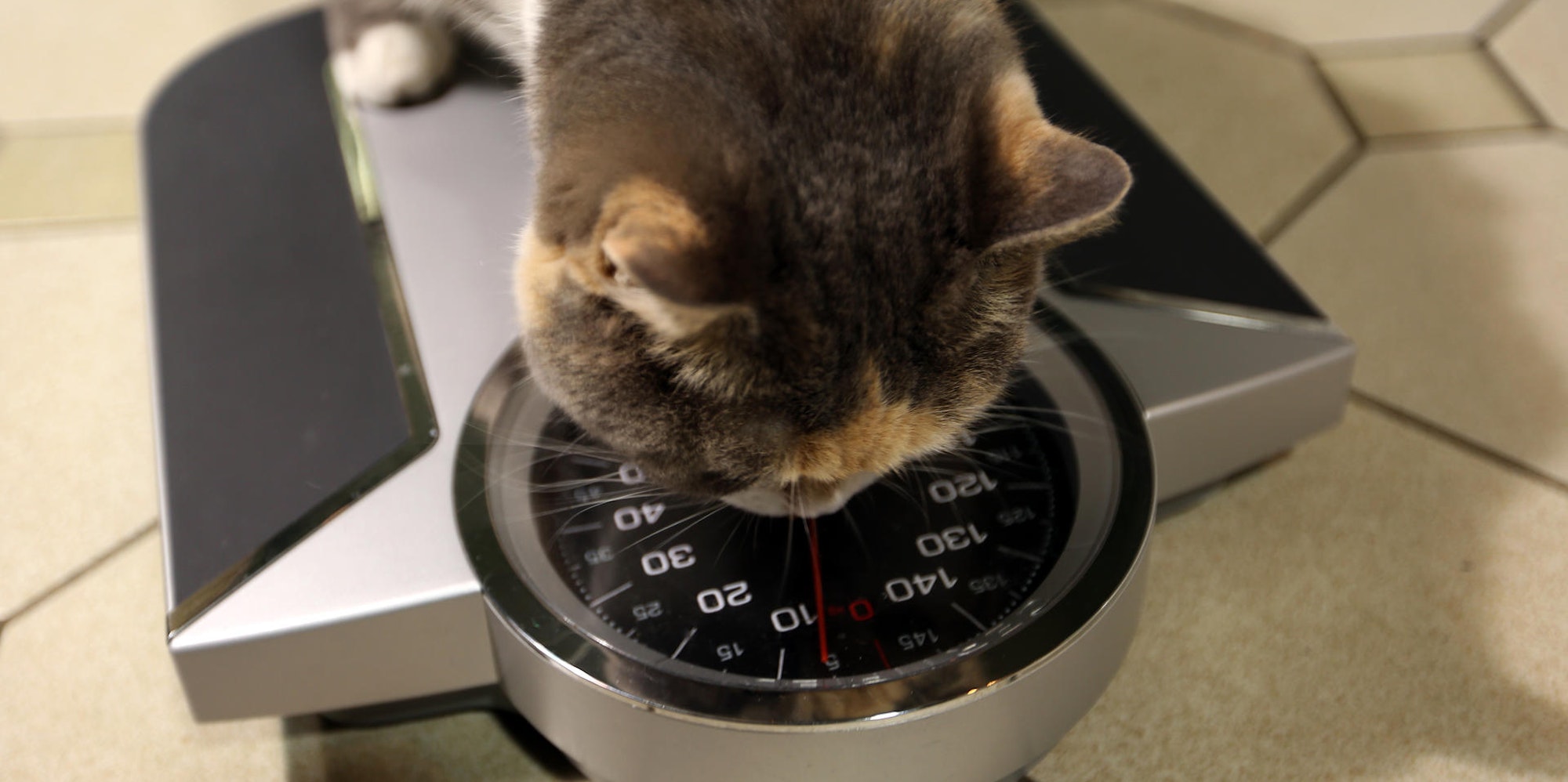 Dicke Katze auf der Waage