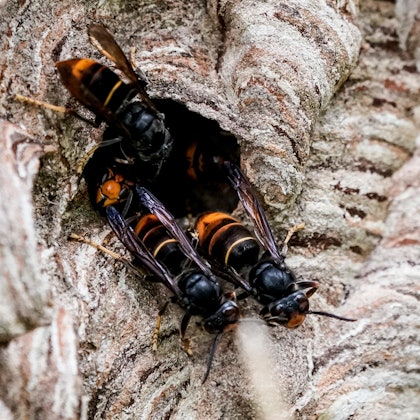 Asiatische Hornisse DPA 080922