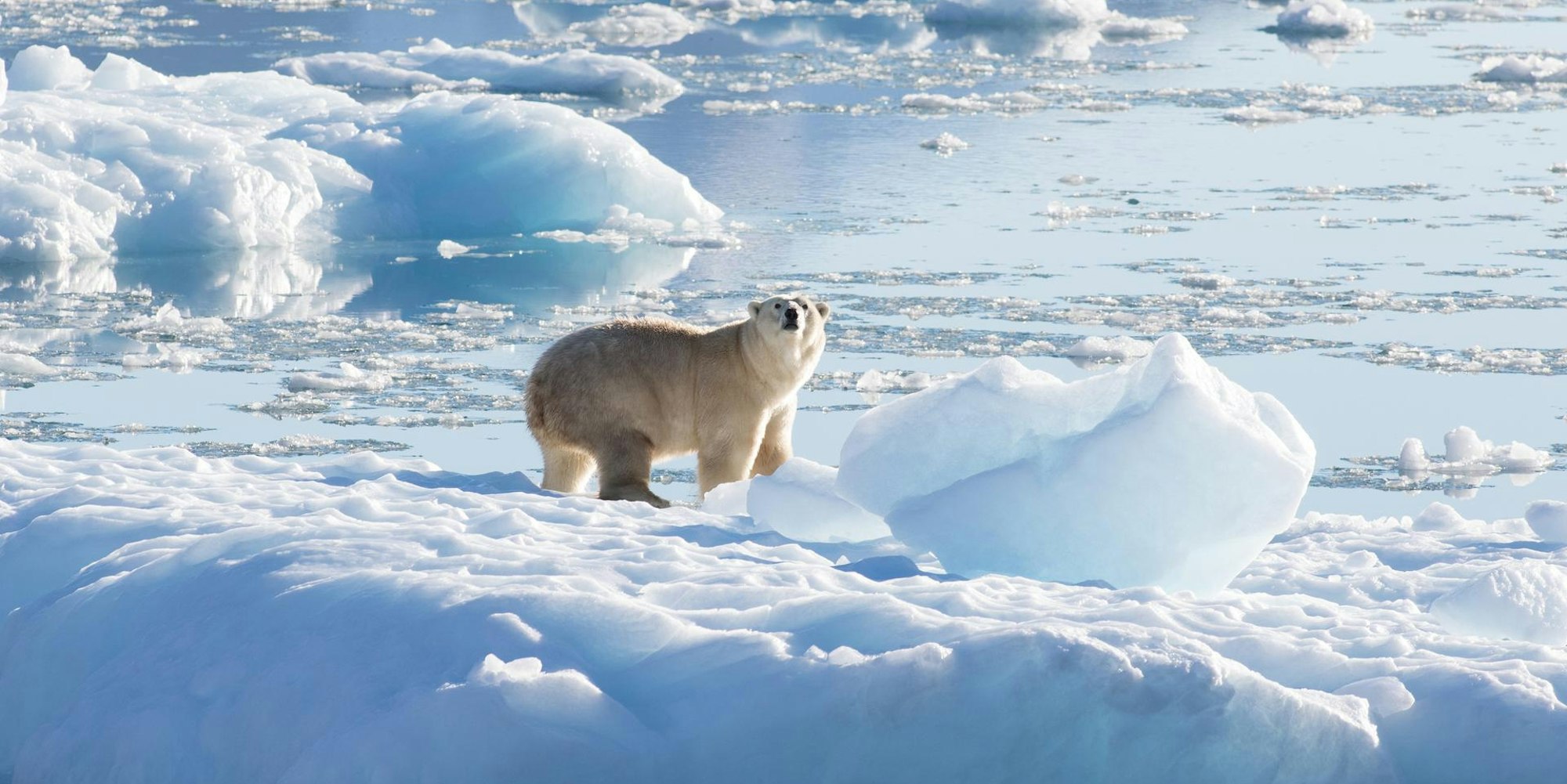 Grönland Eisbär dpa 300822