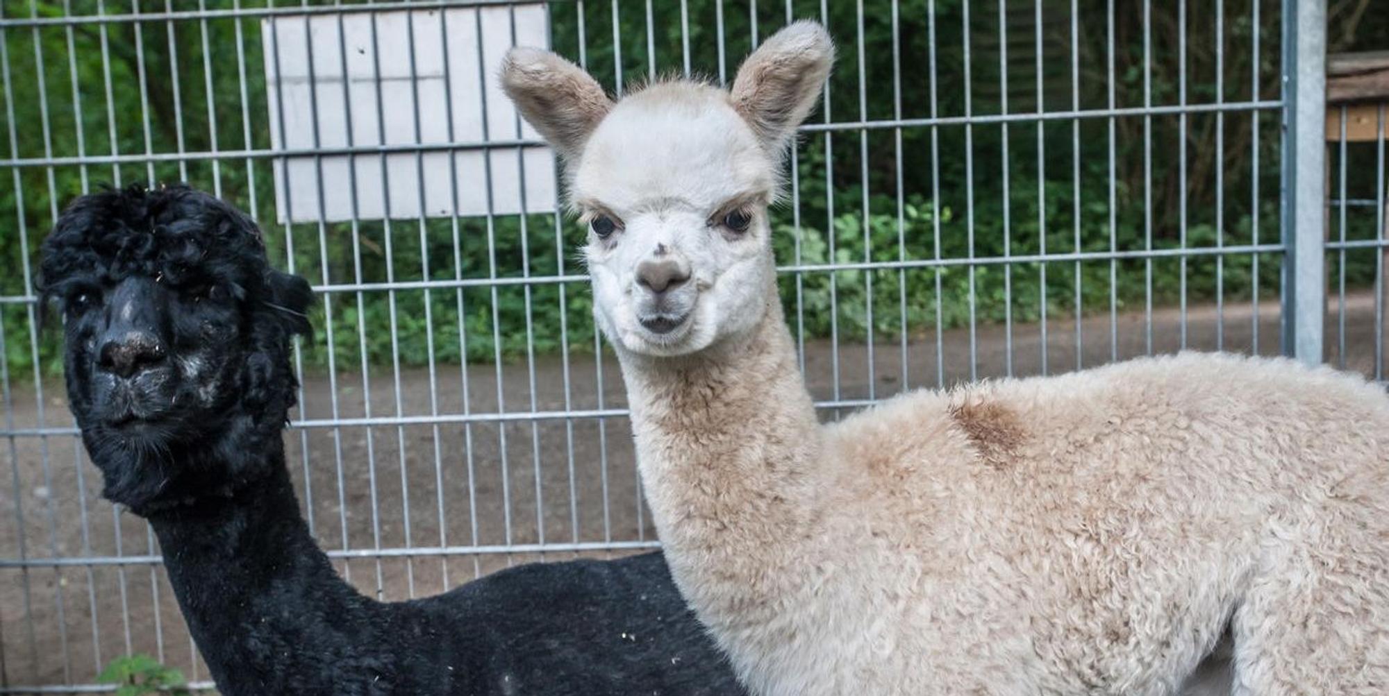 wildpark_RLE_Leverkusen08122021ALF_7407