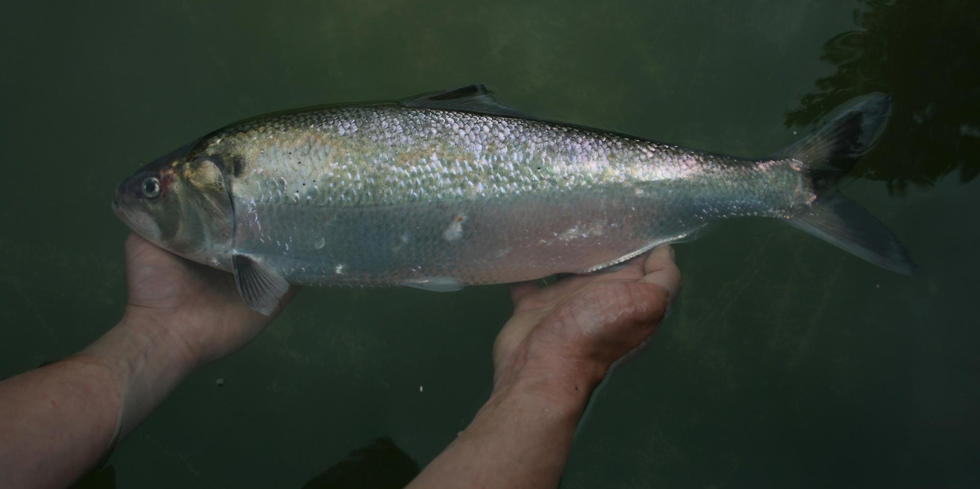 Maifisch_groß_Symbol