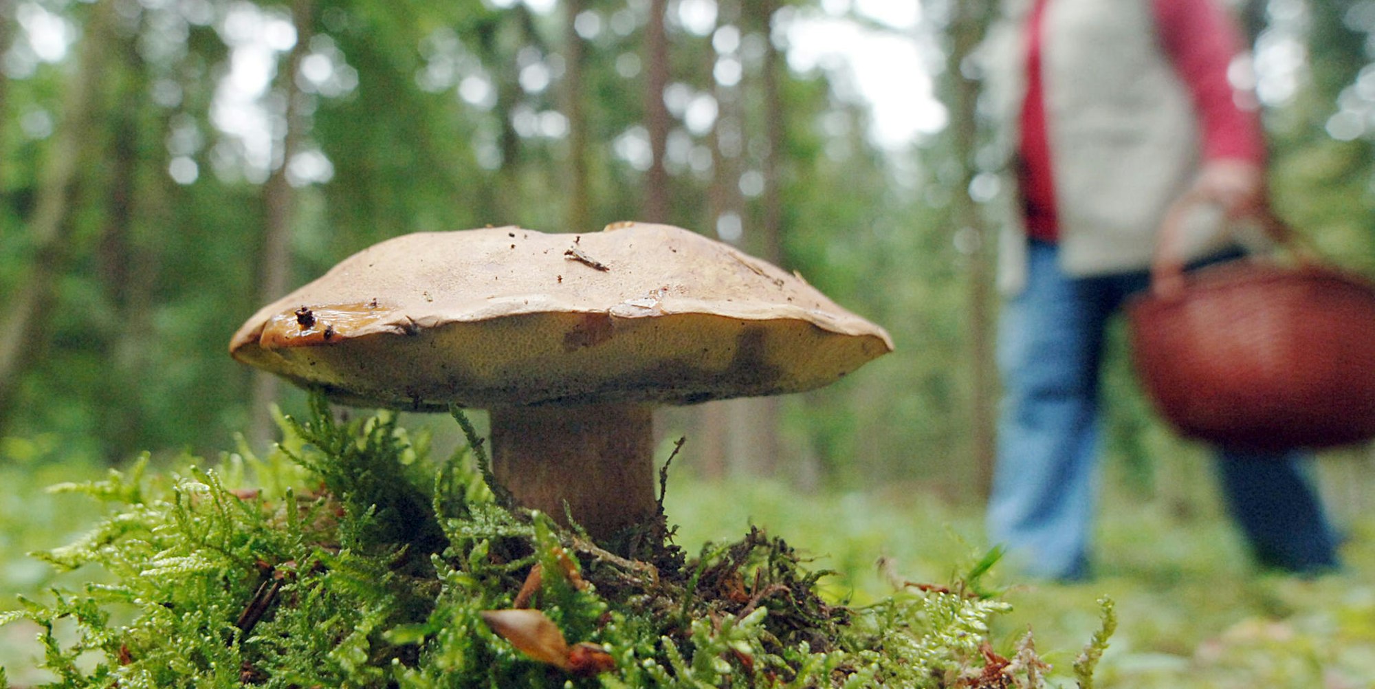 Pilz Bayern