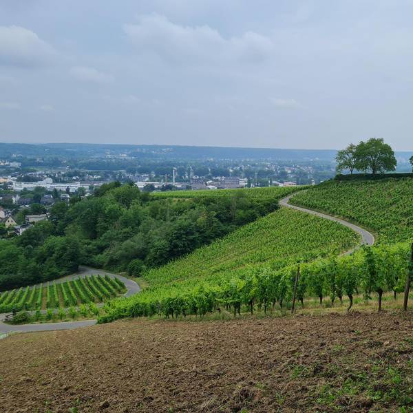 Rheinsteig 270622 Weinberge