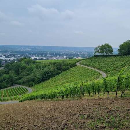 Rheinsteig 270622 Weinberge