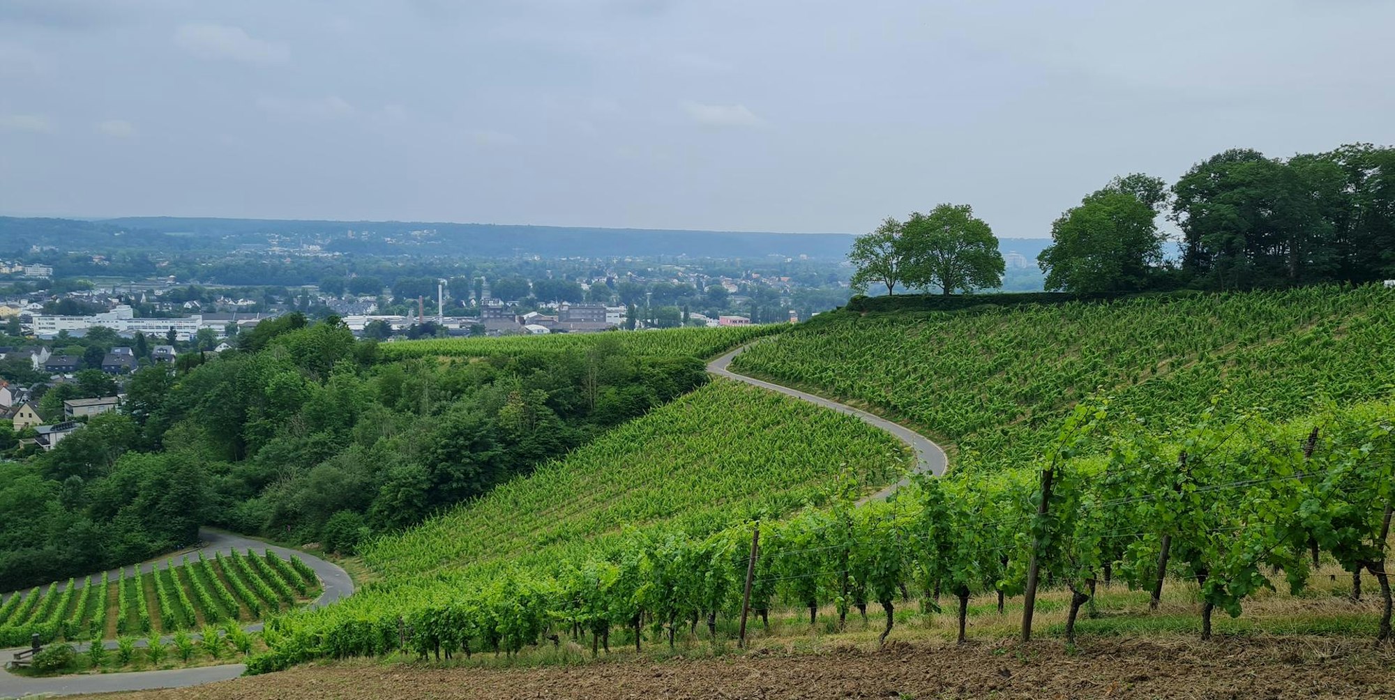 Rheinsteig 270622 Weinberge