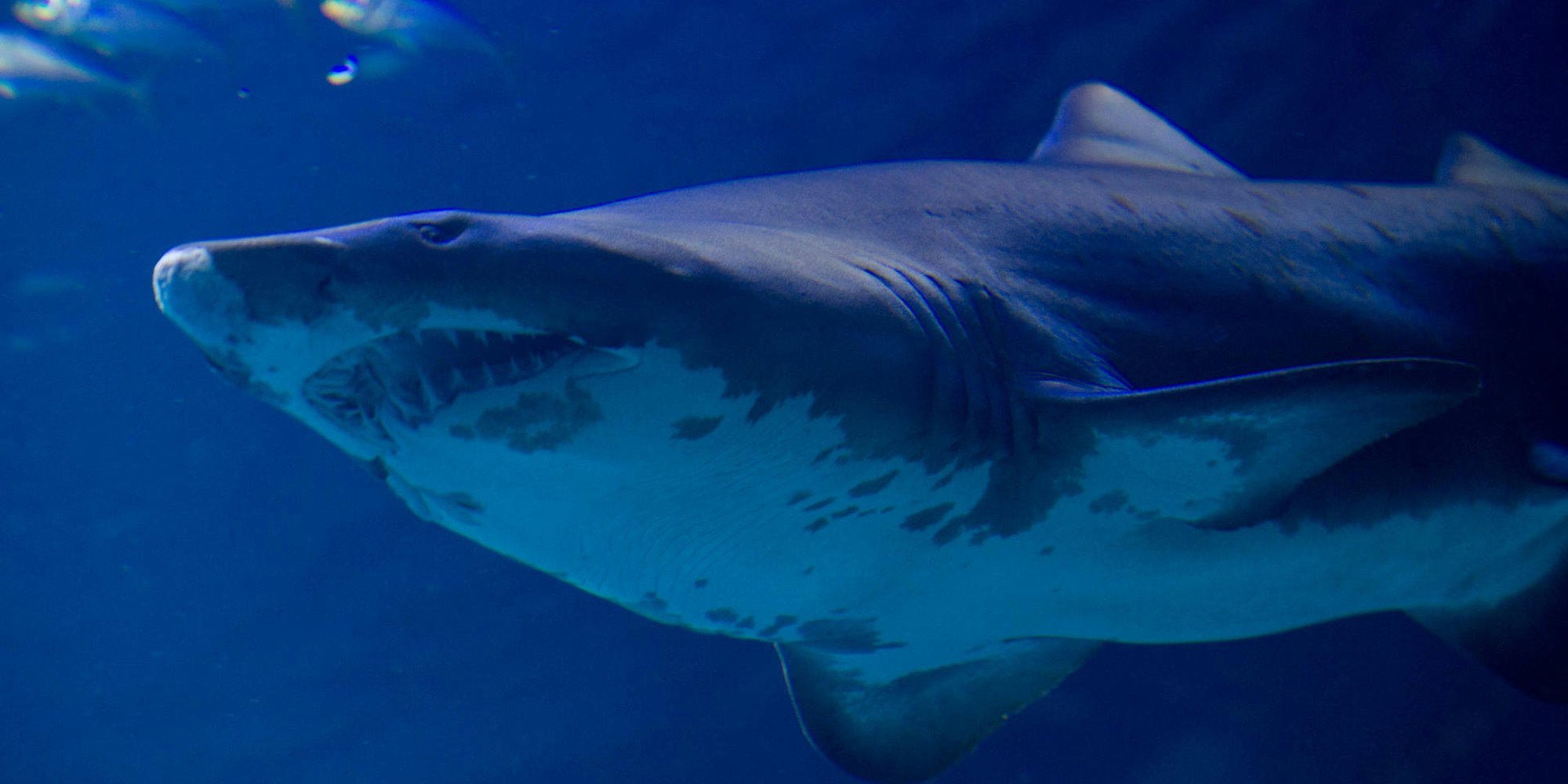 Symbolbild Weißer Hai