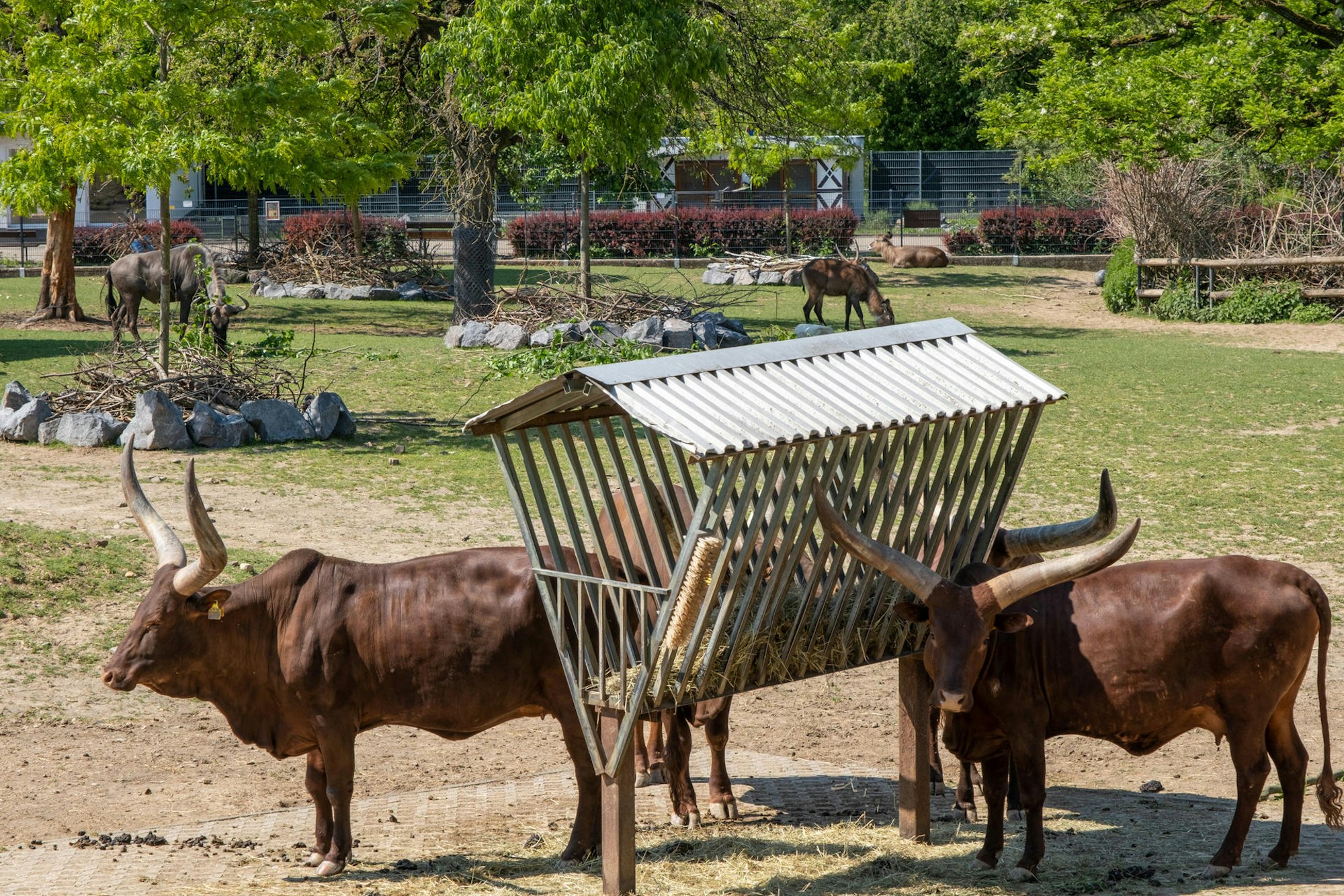 GA_Zoo_Neuwied_Aucherochsen