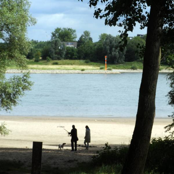 WARNSCHILD RHEIN