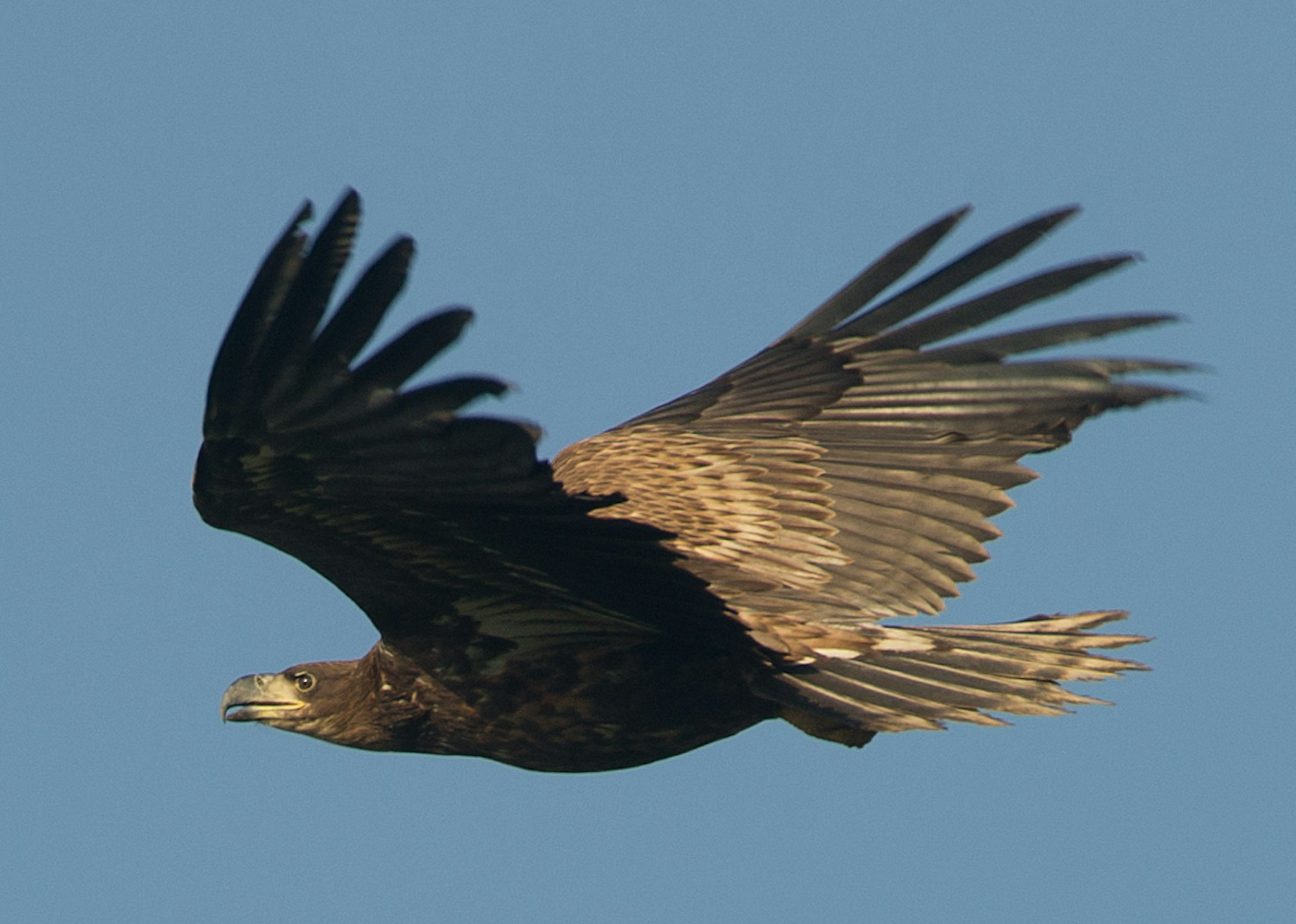 Seeadler 2017