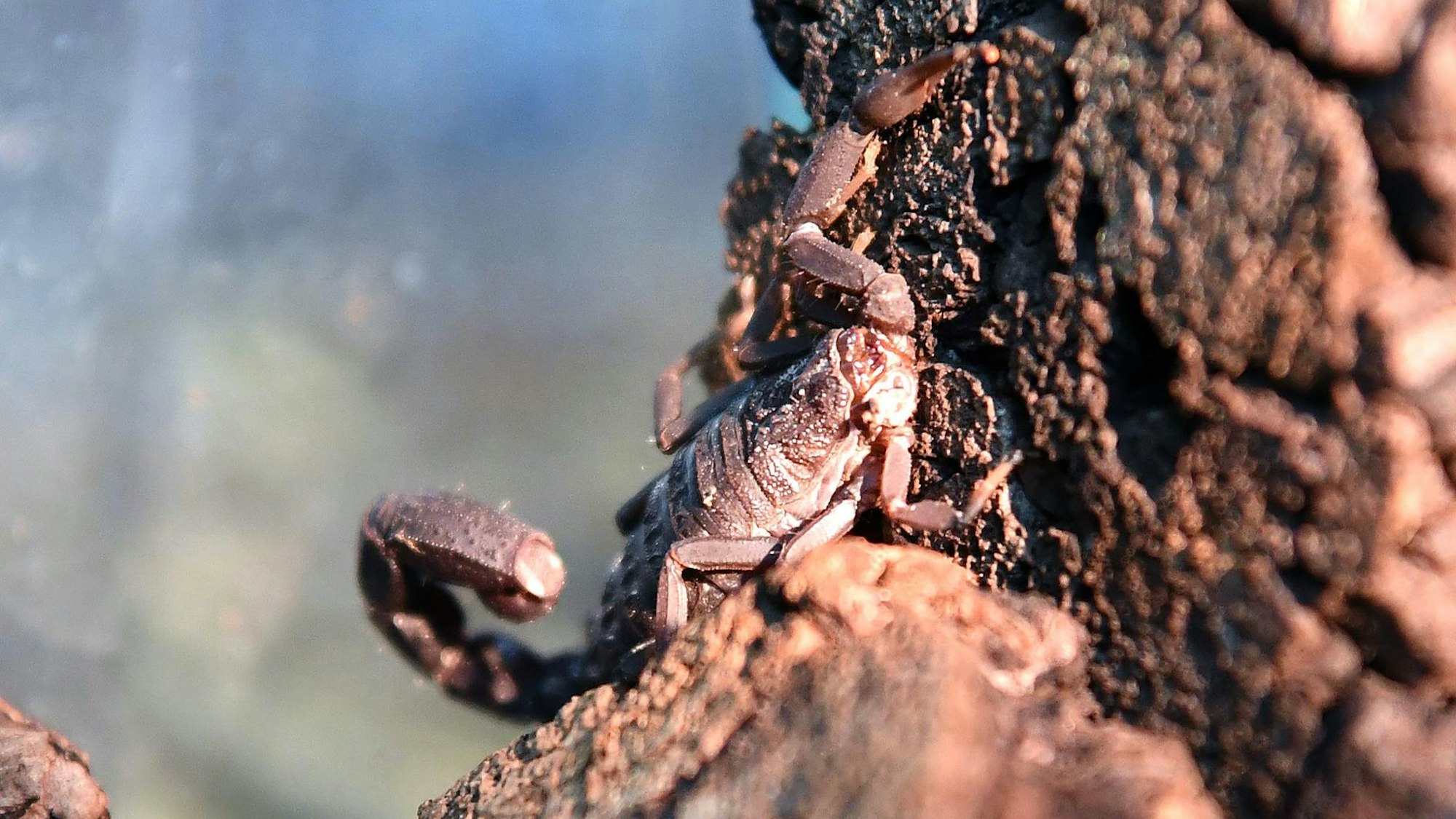 Skorpion (Symbolbild)