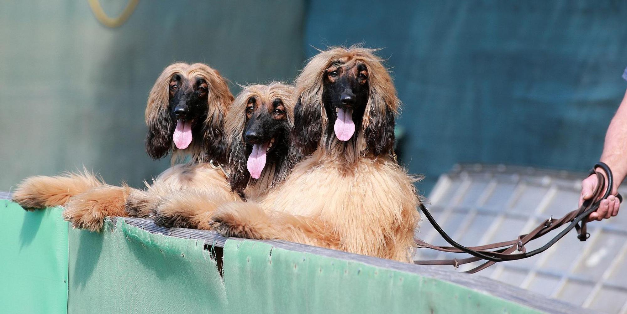 Hunderennbahn