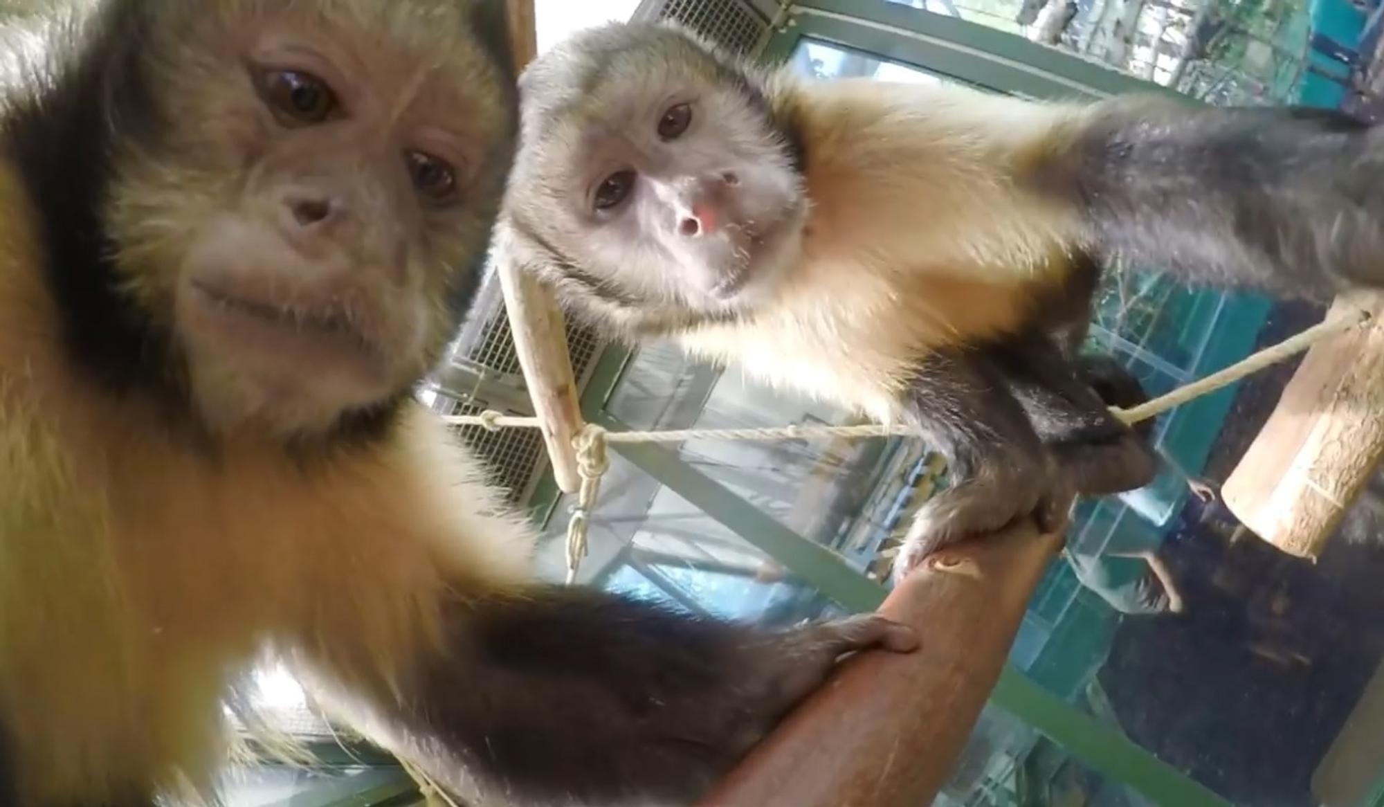 Affen_Zoo_180730