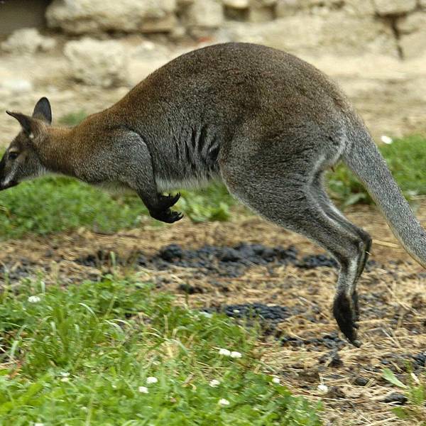 Känguru Symbolbild