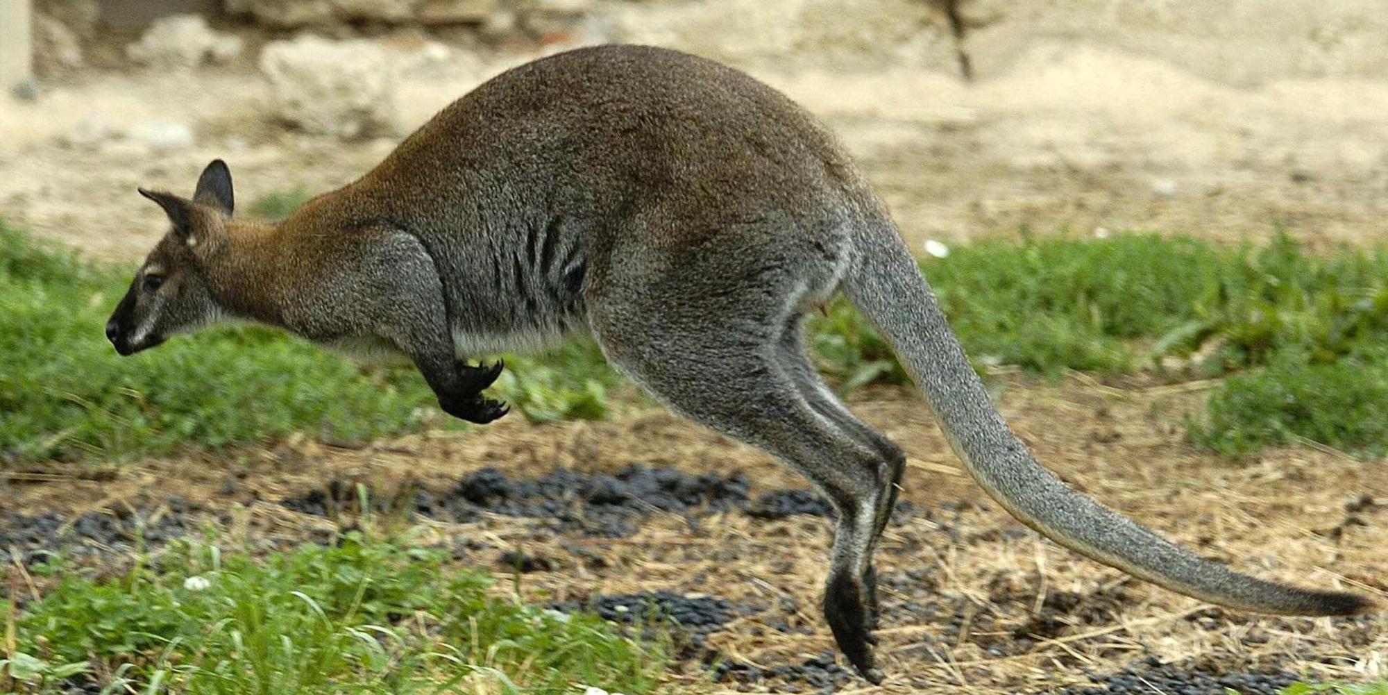 Känguru Symbolbild
