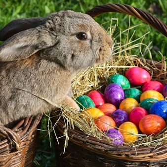 Der Osterhase bringt die Ostereier.