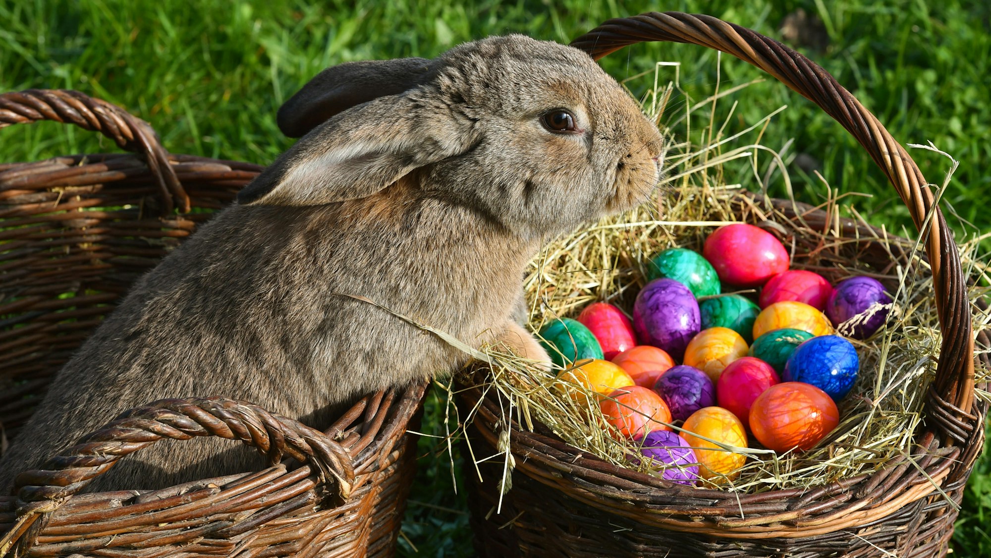 Der Osterhase bringt die Ostereier.