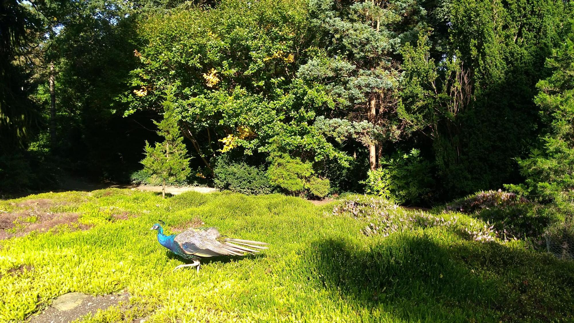 pfau forstbotanischer garten