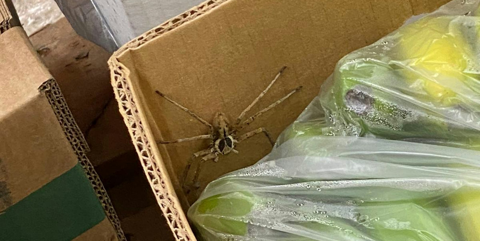 Giftspinne Krefeld Bananenkiste