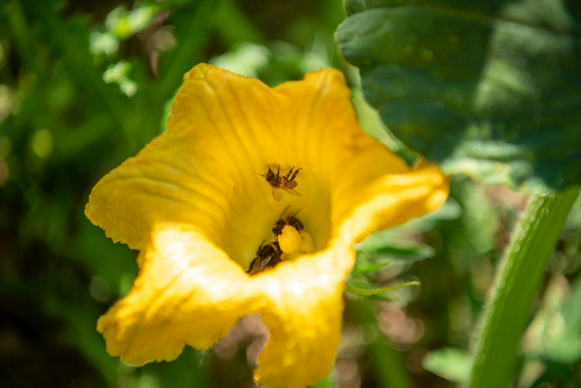 Bienen in Blüte von Kürbispflanze