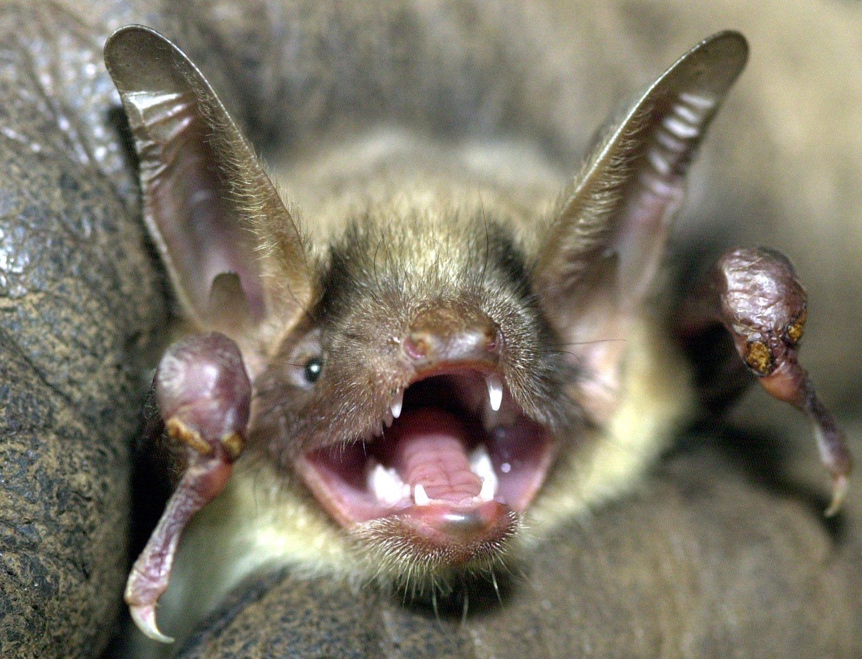 Fledermaus