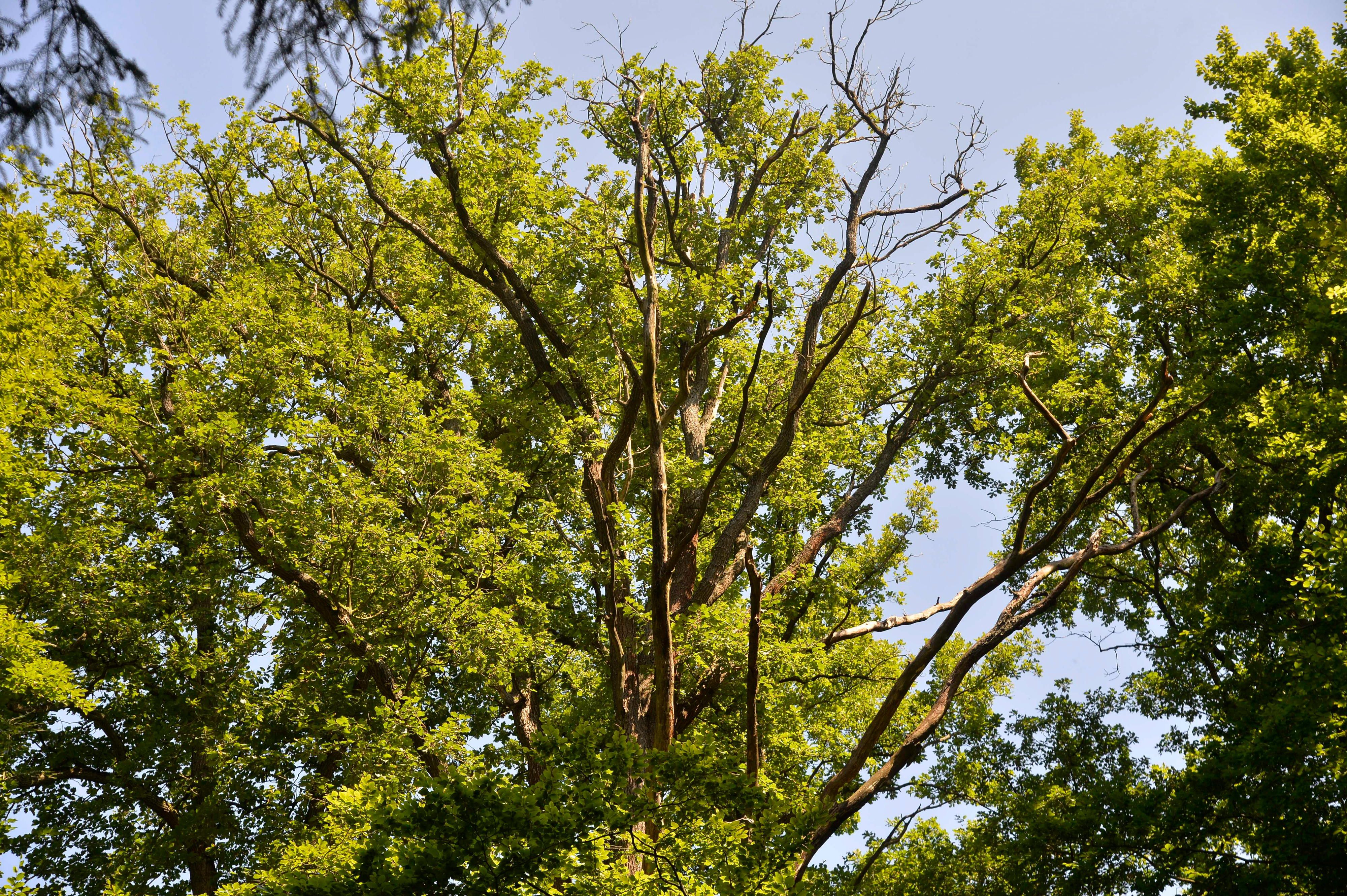 Königsforst Wald Eichen Arlinghaus