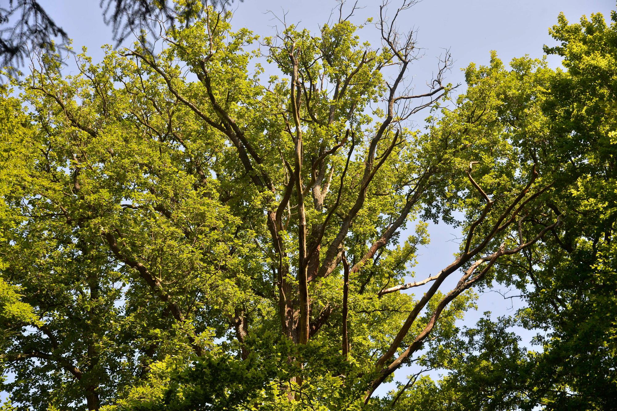 Königsforst Wald Eichen Arlinghaus