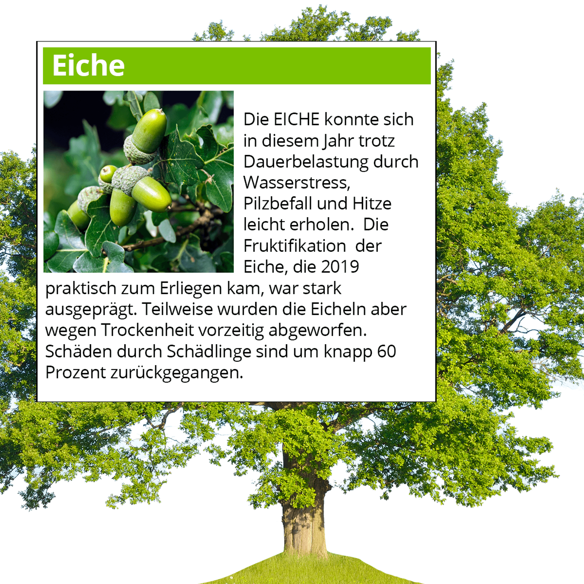 Waldserie-Online-Teil-1-Eiche