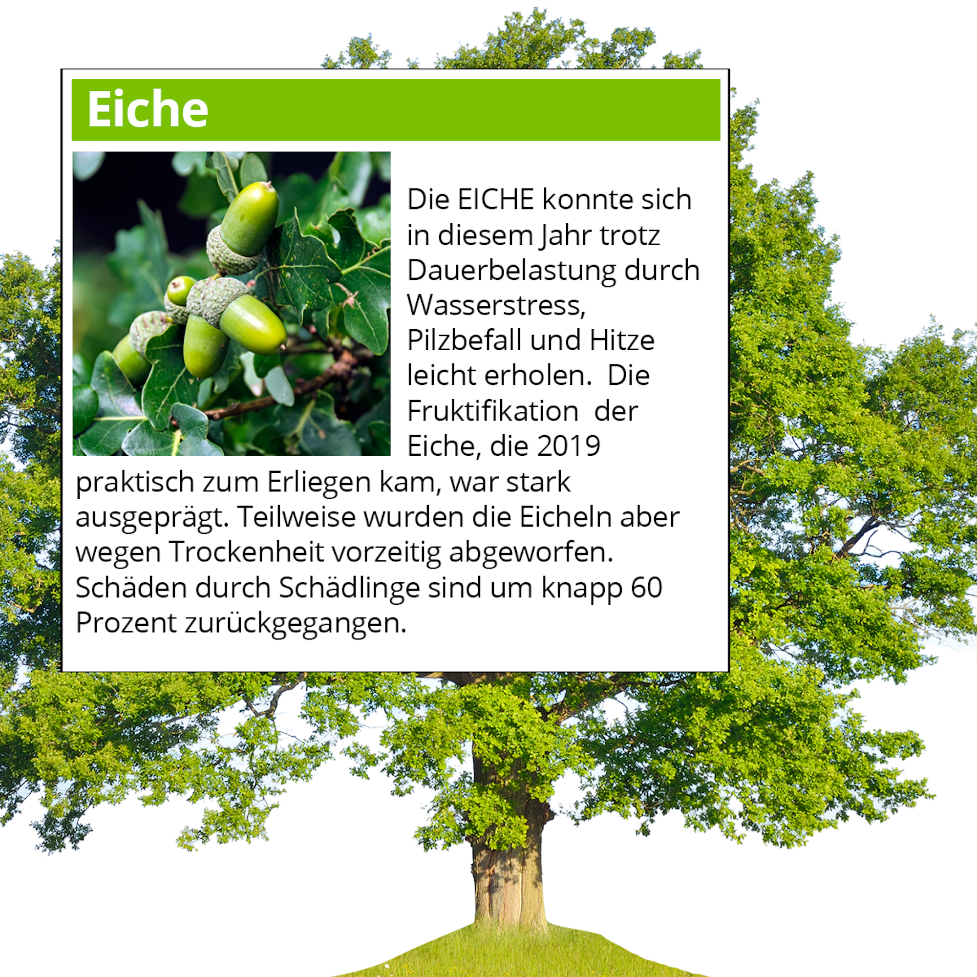 Waldserie-Online-Teil-1-Eiche