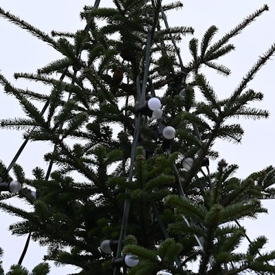 Trauriger_Weihnachtsbaum_Bergheim_Quadrath-Ichendorf_(4)