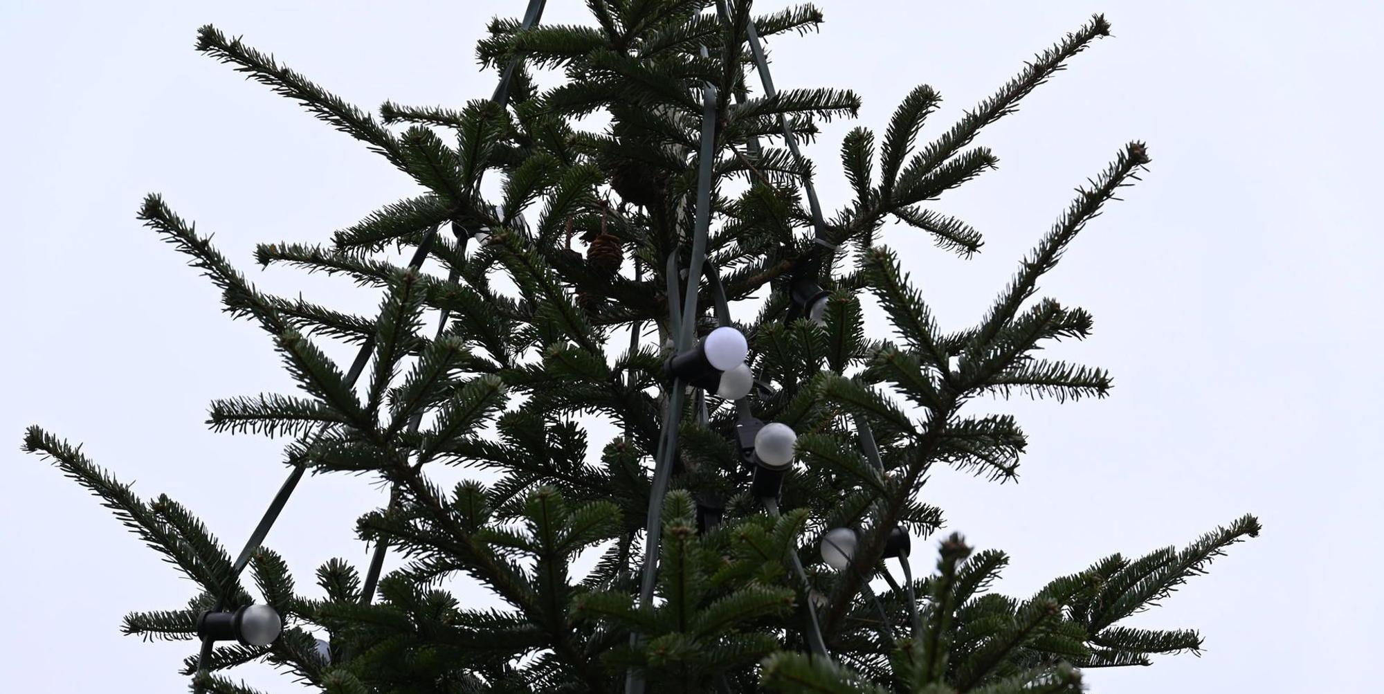 Trauriger_Weihnachtsbaum_Bergheim_Quadrath-Ichendorf_(4)