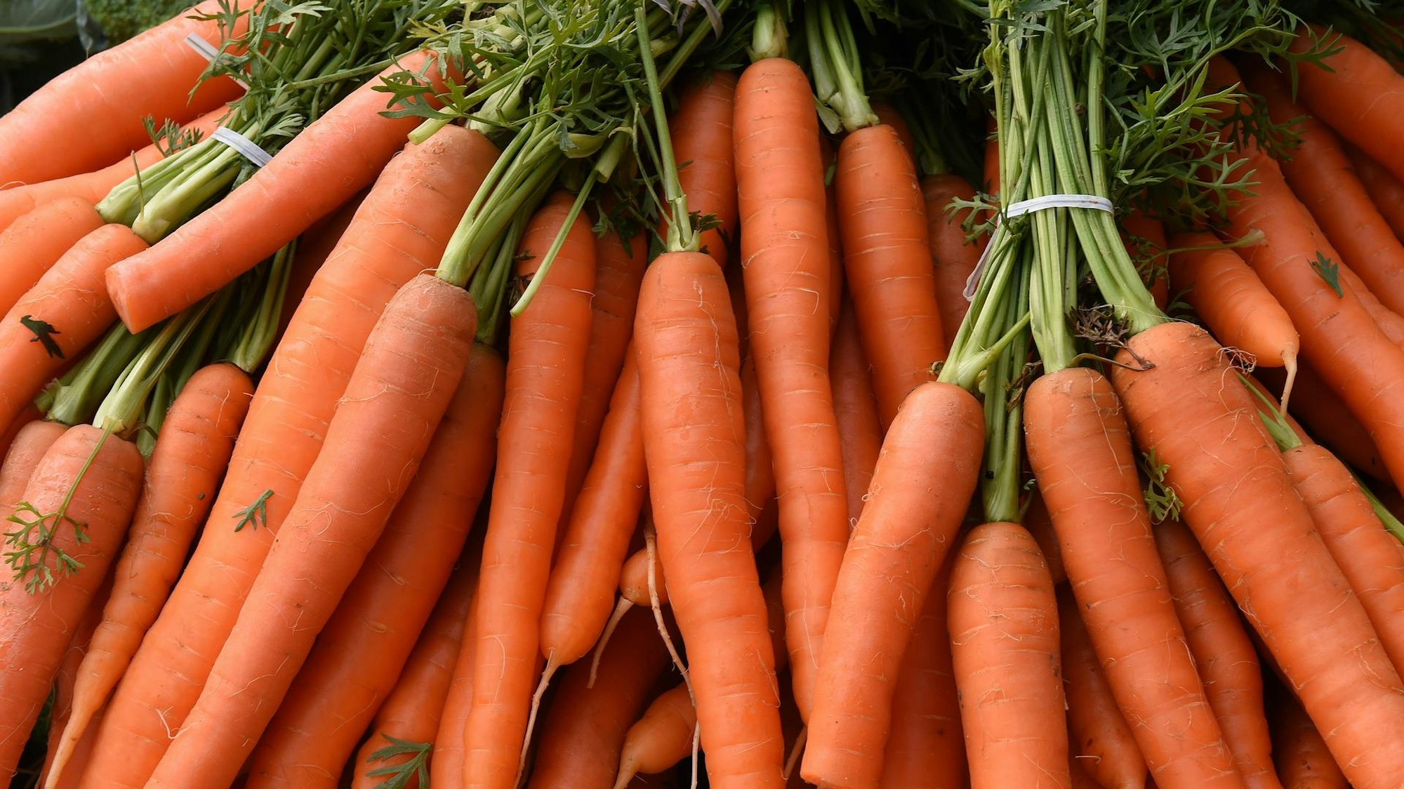 Voller Vitamine stecken Möhren.