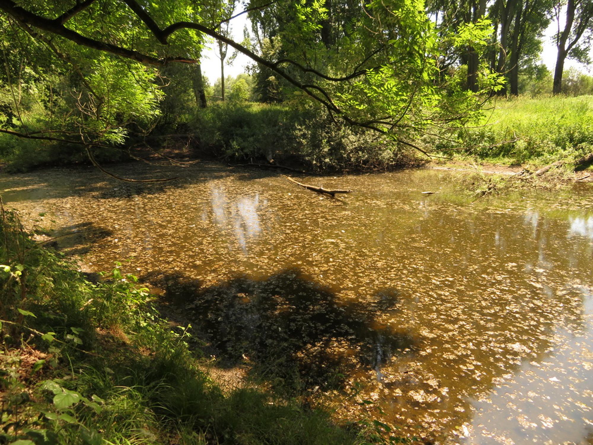 Siegaue-201-06-0031