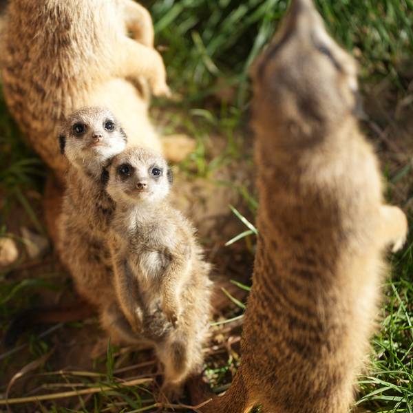 ErdmännchenKölnerZoo