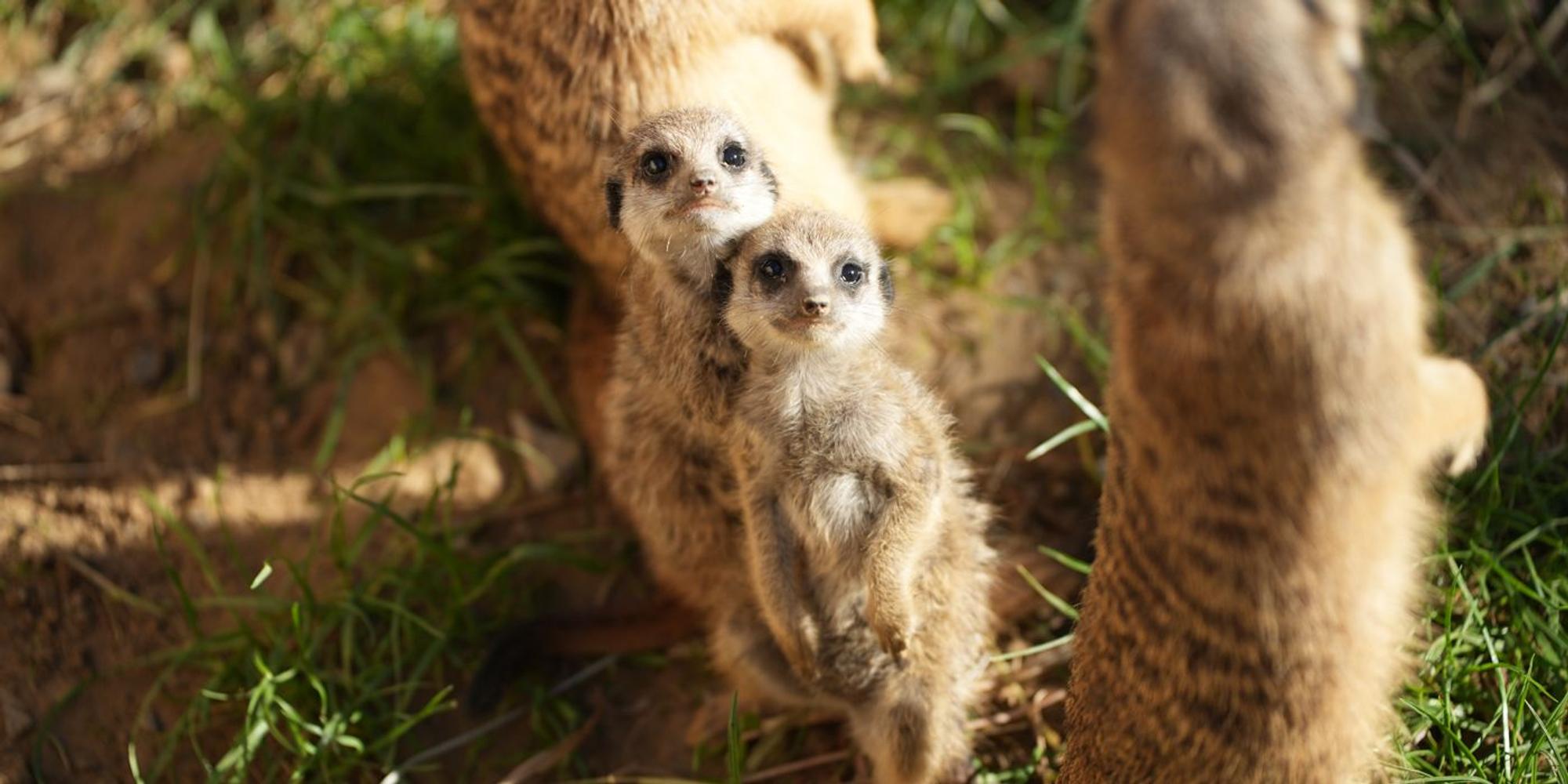 ErdmännchenKölnerZoo