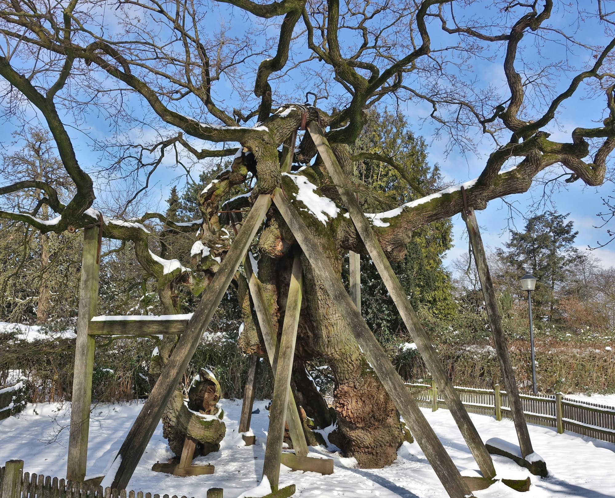 Bäume1