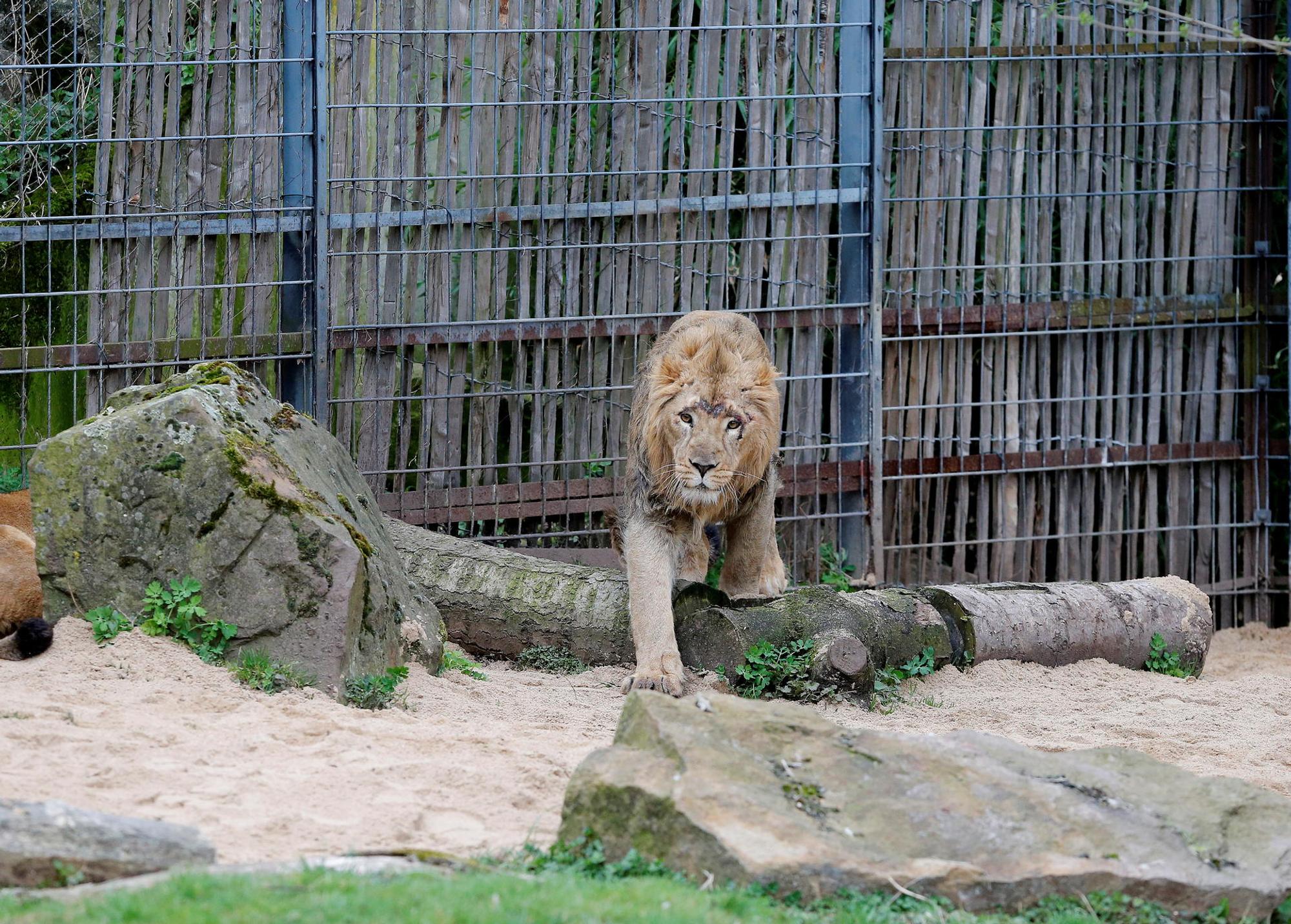 löwe2