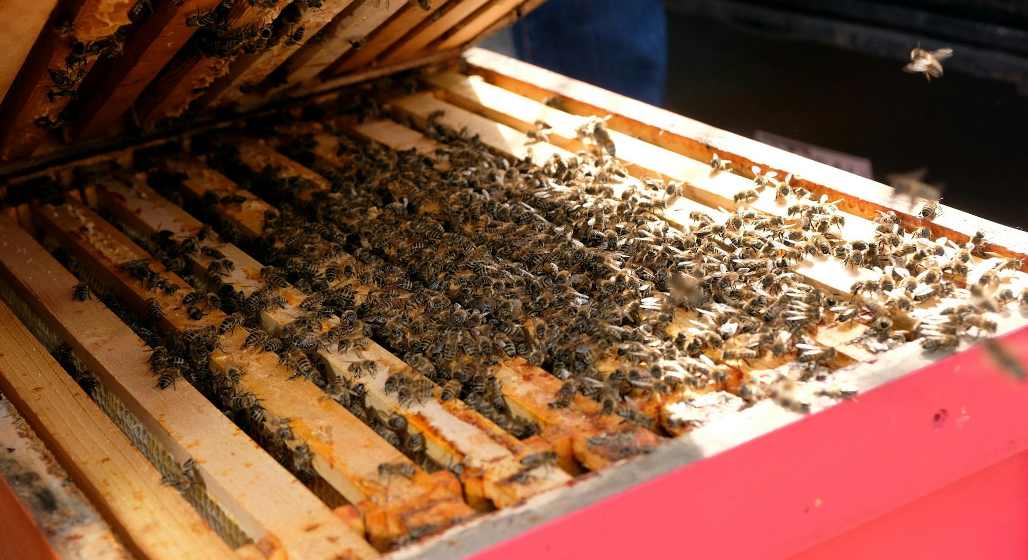 20180306max-bienen18