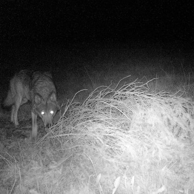 wolf