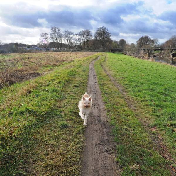 LE_Hunde_Freilauf_(1) (1)