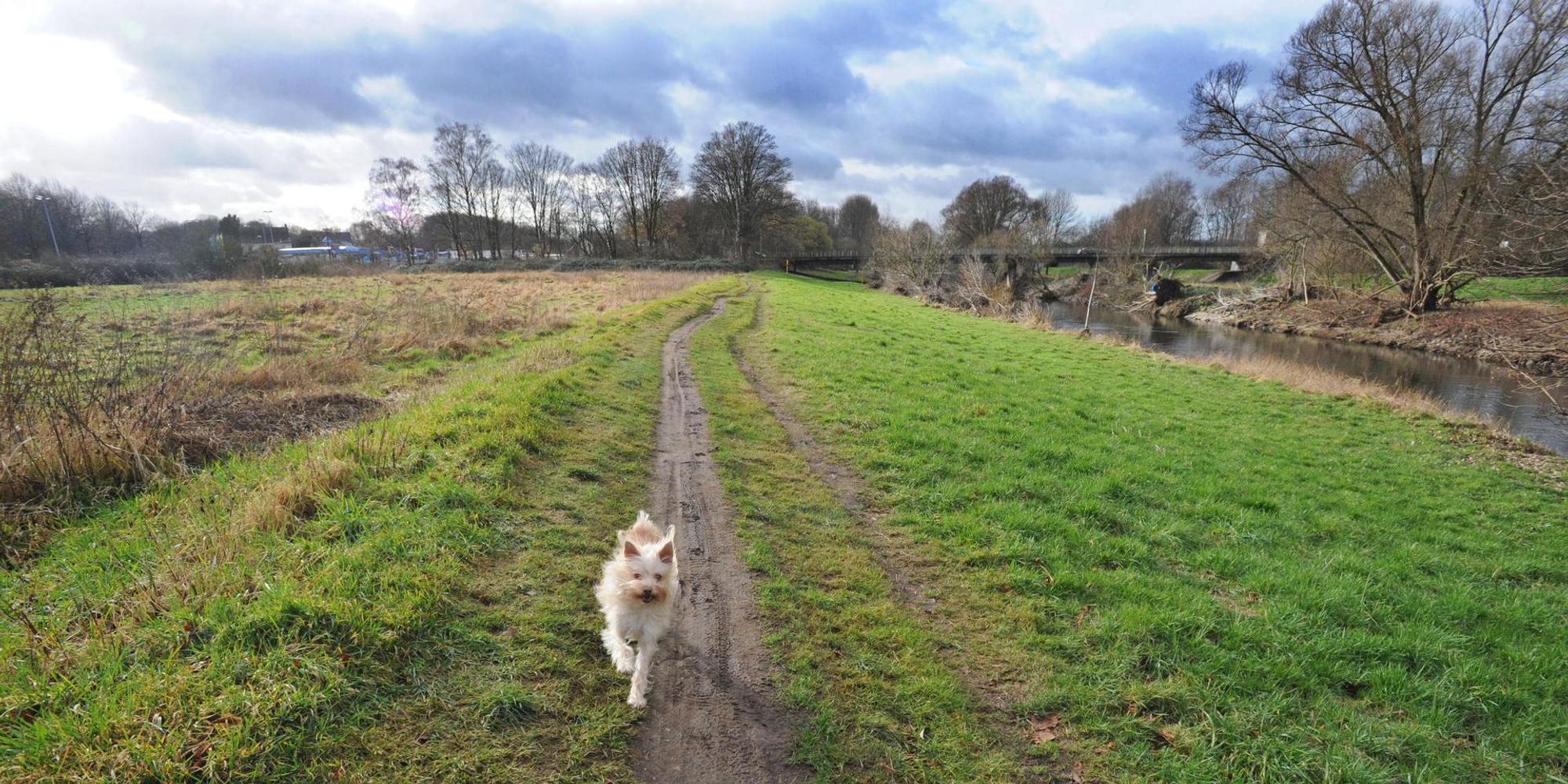 LE_Hunde_Freilauf_(1) (1)