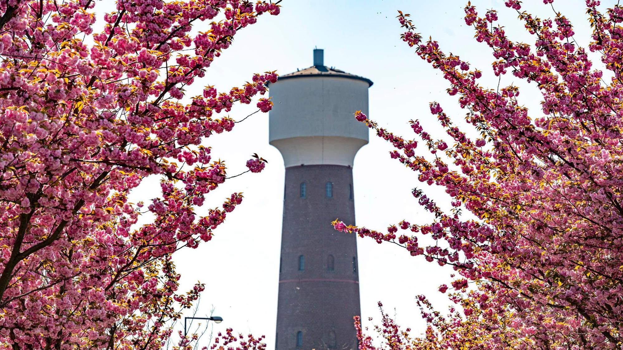 Kirschblüten auf der Straße in Köln-Kalk