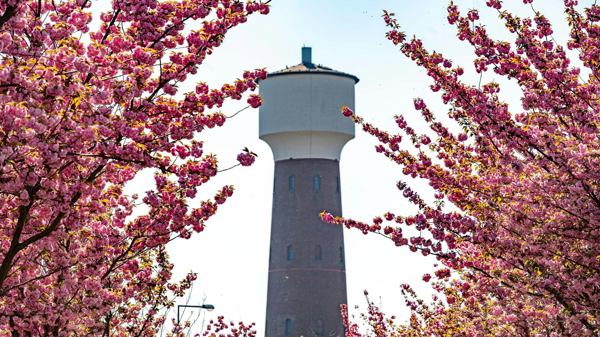 Kirschblüten auf der Straße in Köln-Kalk