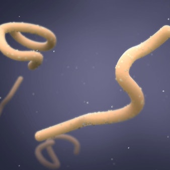 Marburg-Virus IMAGO 180722