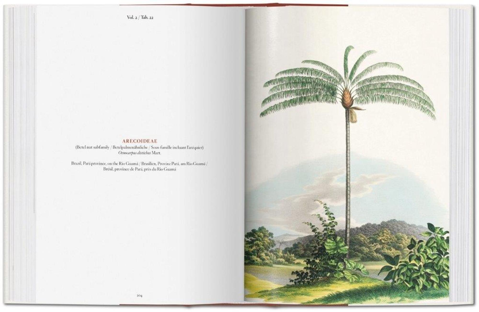 buch der palmen