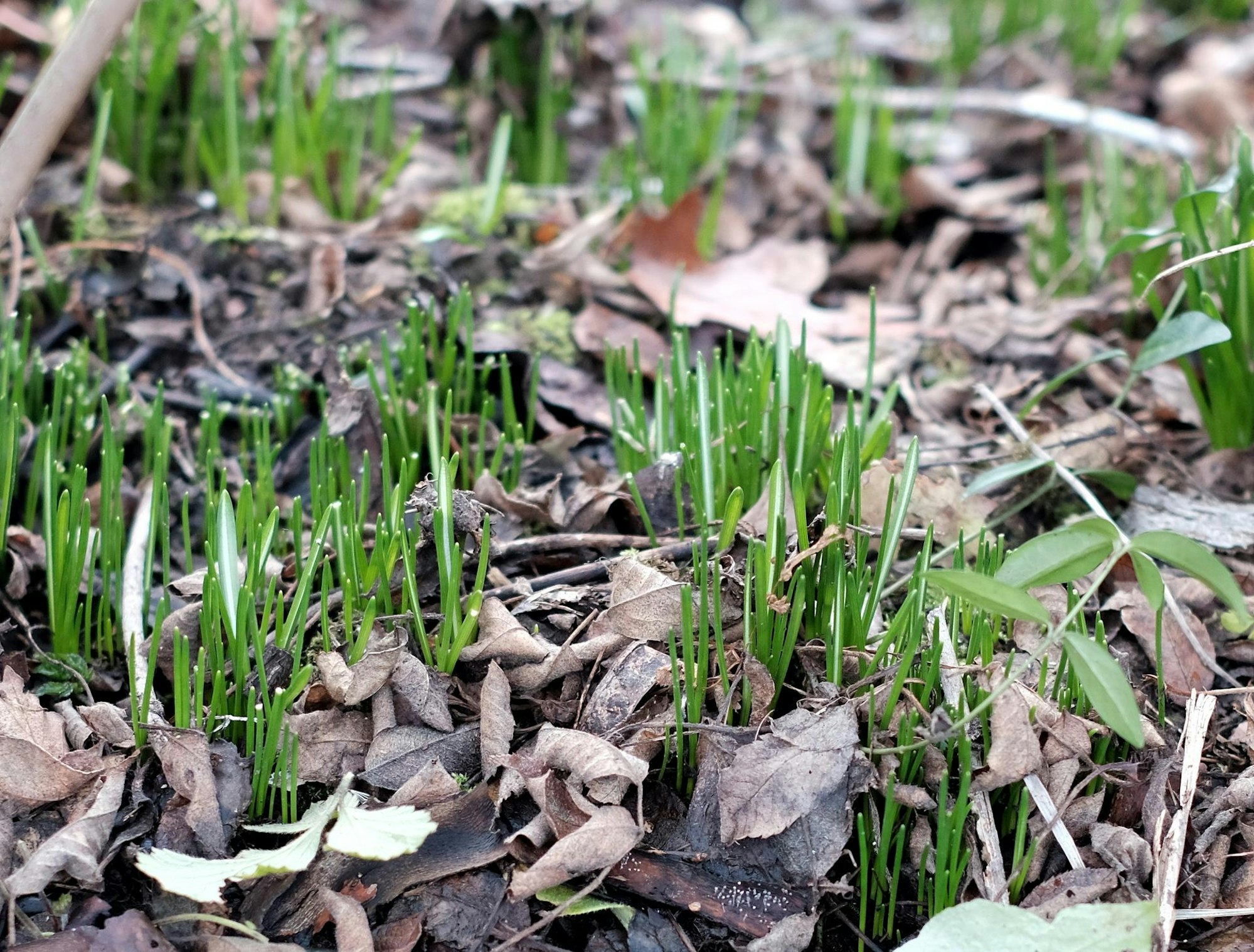 Gartenkalender Februar 2020 Krokusse Max Grönert