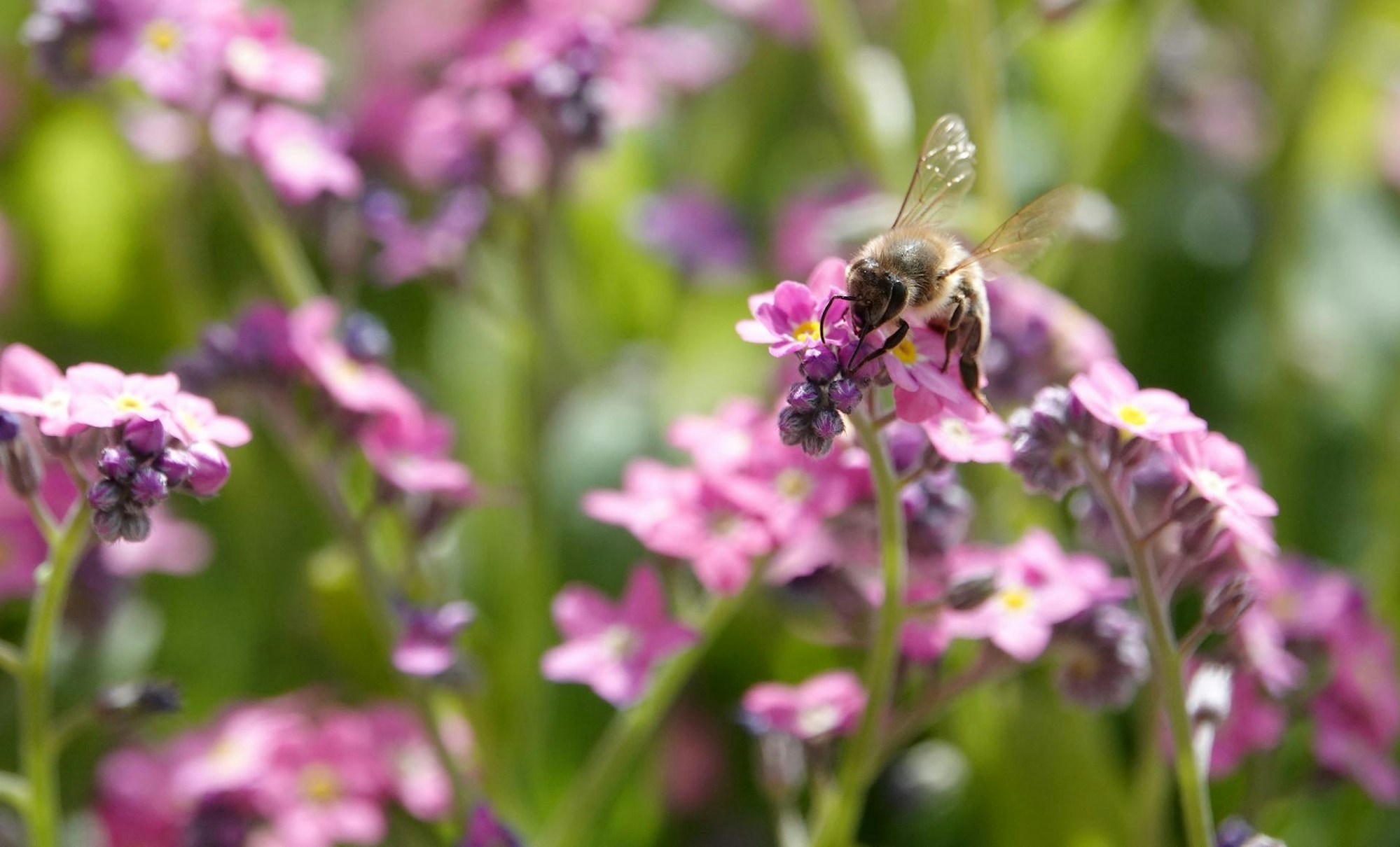 Biene Blume dpa