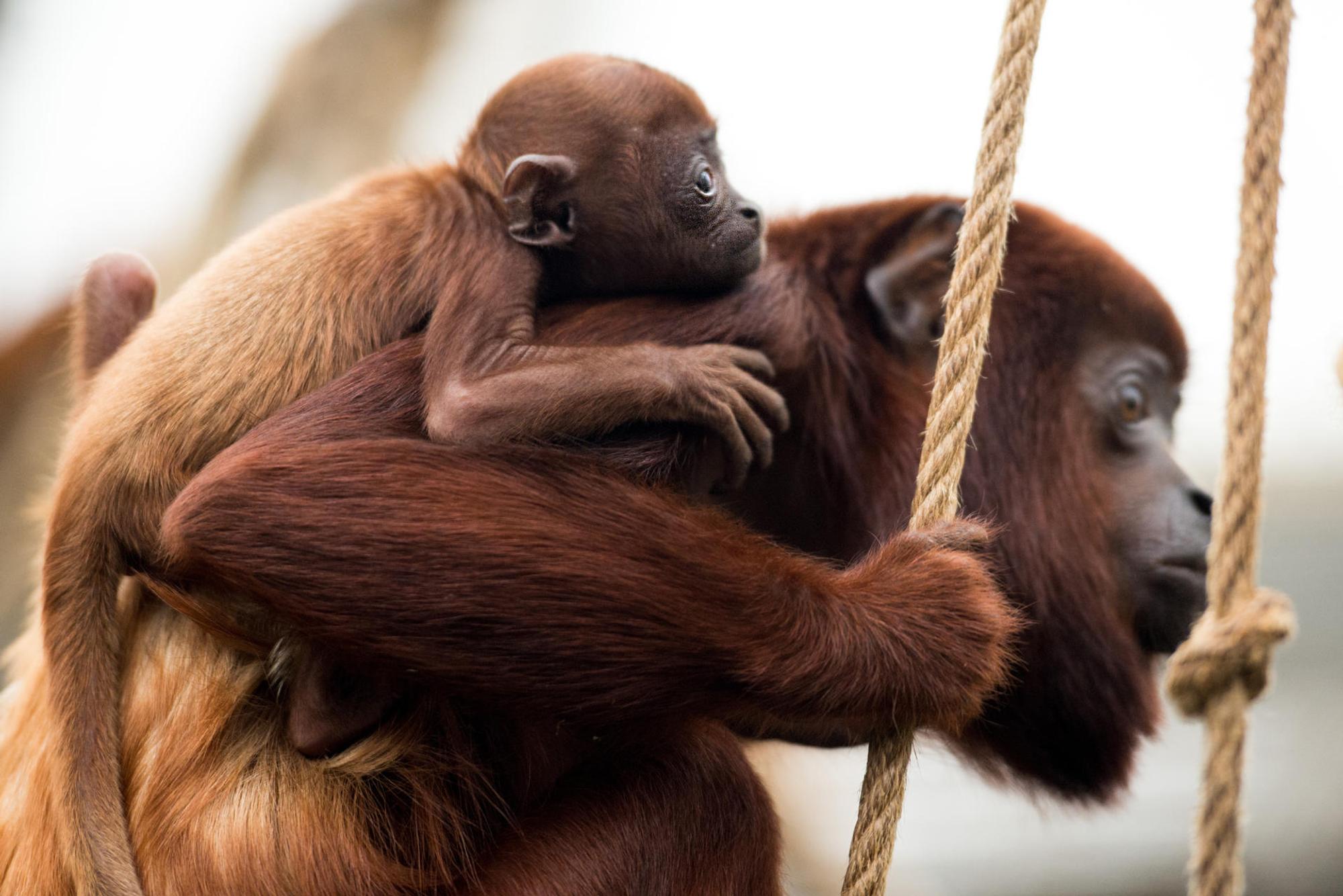Kölner Zoo Affen dpa