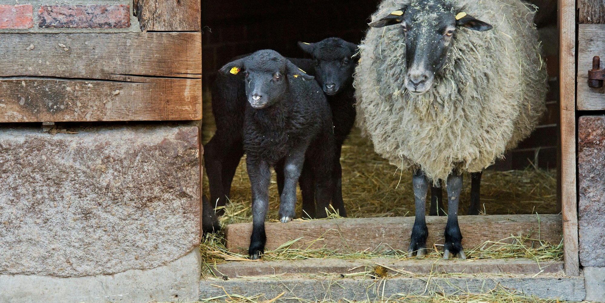 Schafe_Symbolbild_28042016