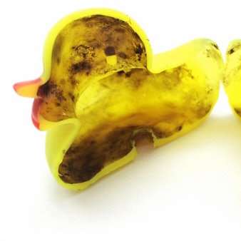 Verkeimte Badeente aufgeschnitten