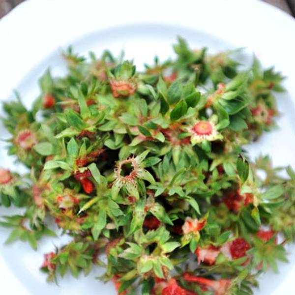 Erdbeeren Stielansatz